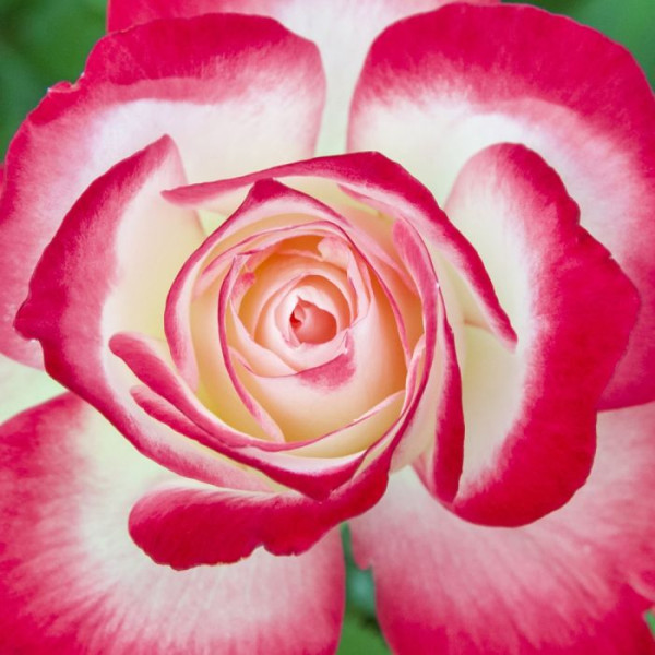 JUBILE DU PRINCE DE MONACO® Meisponge JUBILE DU PRINCE DE MONACO® Meisponge